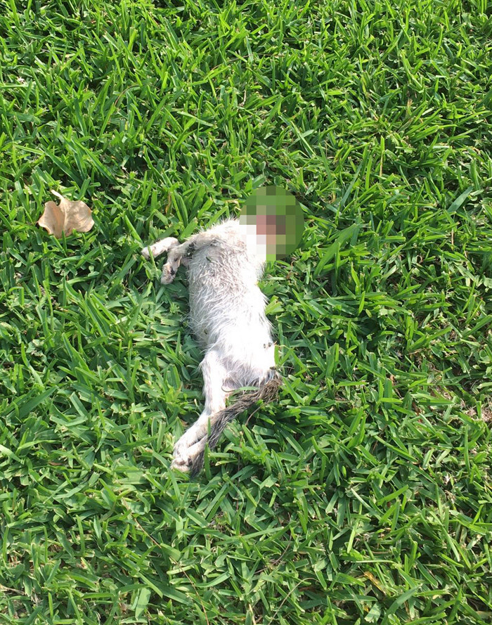 Sahibinin saldırttığı pitbull 3 kediyi parçaladı - Resim: 3