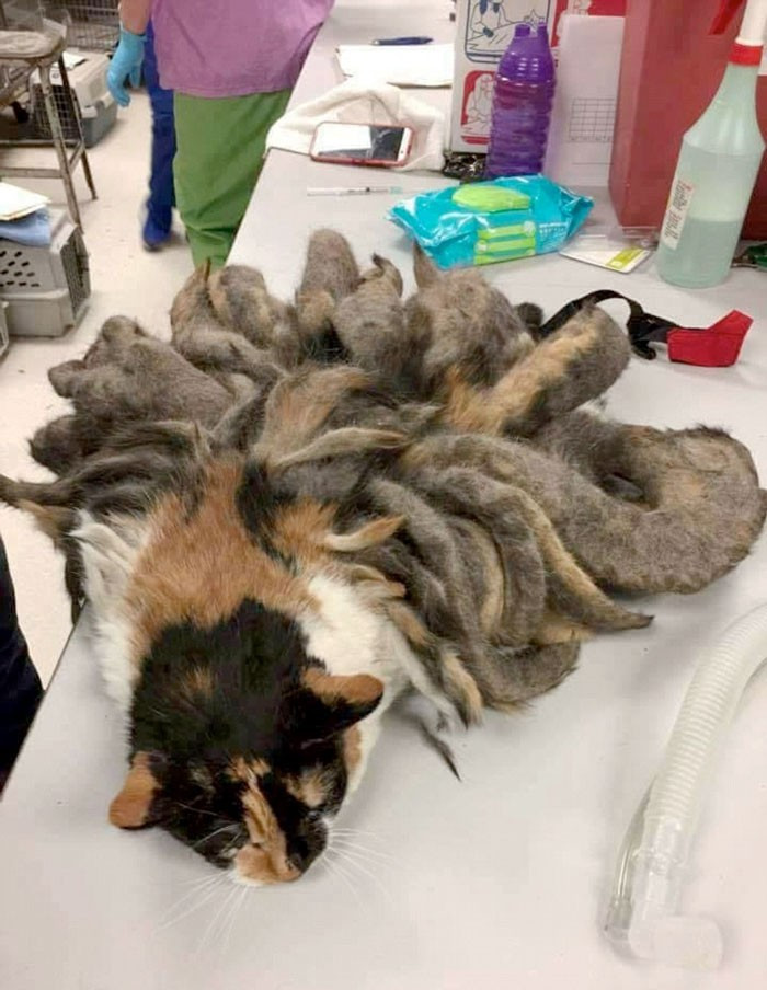 Bakımsızlık onu bu hale getirdi yürek dağladı - Resim: 2