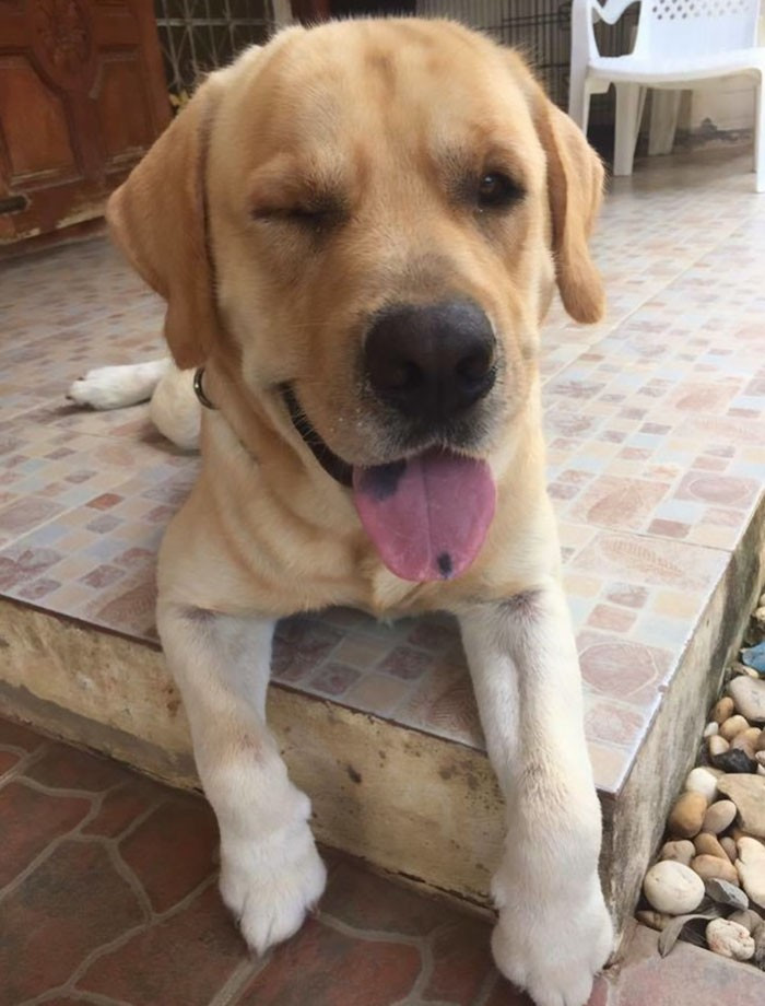 Evden kaçıp dostuna sarılmaya giden sevgi dolu köpek - Resim: 4