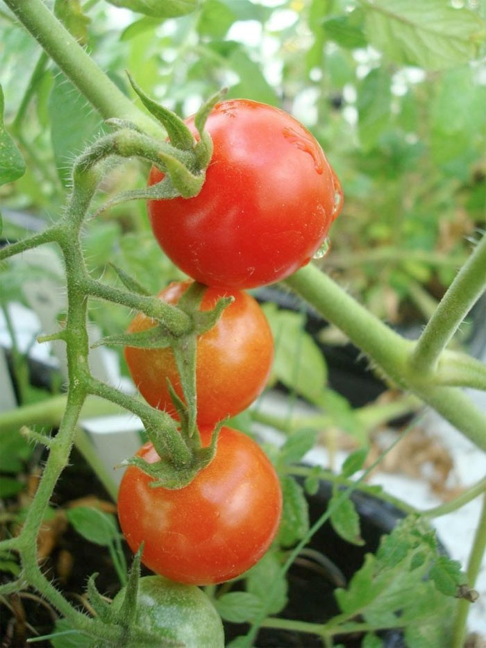 Mars toprağına ekilen domateslere bakın - Resim: 4