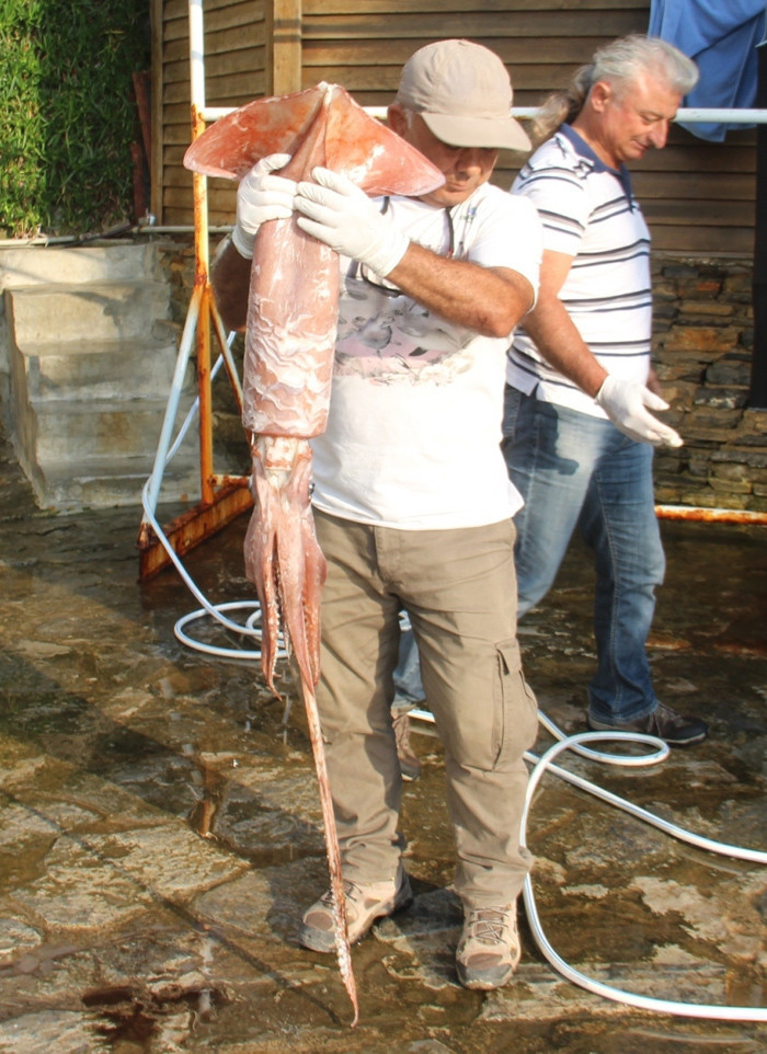 Kuşadası sahilinde dev kalamar yakalandı - Resim: 2