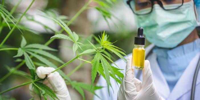 Artık doktorlar kenevir yazacak! Kimler kenevir alabilecek uyuşturucu değil... - Resim: 3