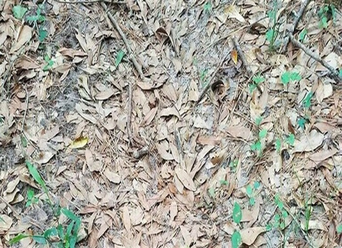 Fotoğraftaki yılanı bulabilir misiniz? İnternet alemi çıldırdı! - Resim: 3