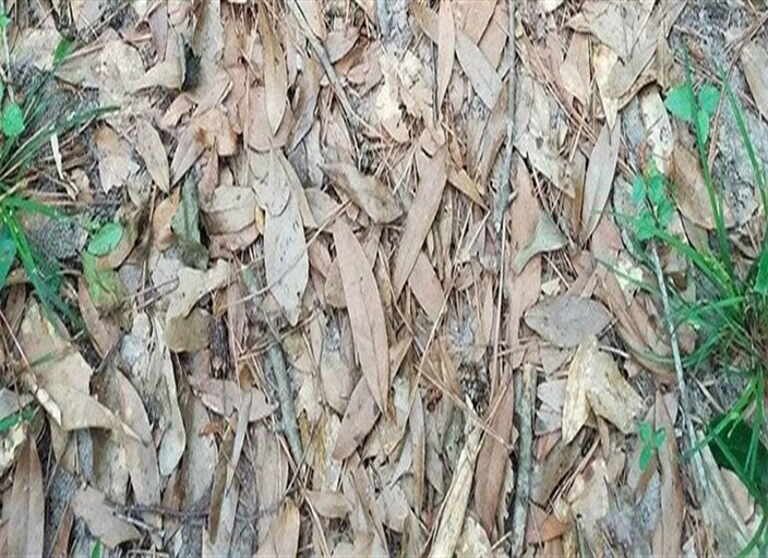 Fotoğraftaki yılanı bulabilir misiniz? İnternet alemi çıldırdı! - Resim: 4