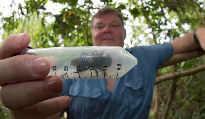 Herkes nesli tükendi sanıyordu 38 yıl aradan sonra devasa arı ortaya çıktı - Resim: 1