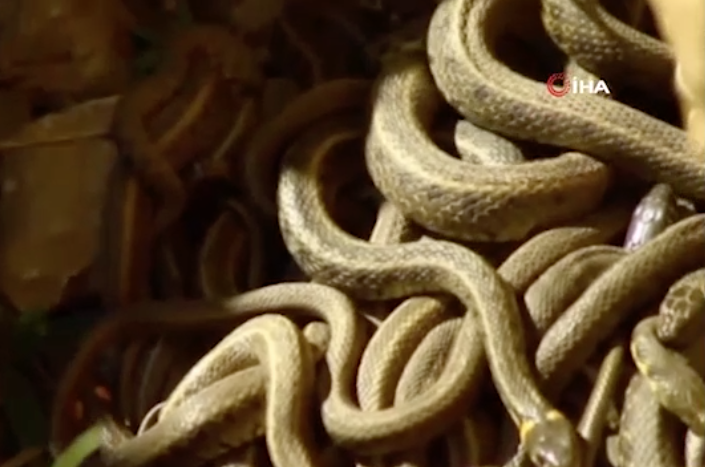 Hakkari'de çekildi! Yılanların çiftleşme ritüelinden şaşırtan görüntüler - Resim: 1