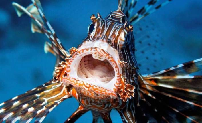 Alarm çaldı! Kızıldeniz'in 'istilacısı' aslan balığı Ege'de de yayılıyor! Balon balığı bu kadar hızlı değildi - Resim: 2