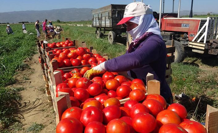 1 kilo domatesten kim ne kadar para kazanıyor? Tarlada 10 lira iken markette nasıl 25 lira oluyor? - Resim: 4