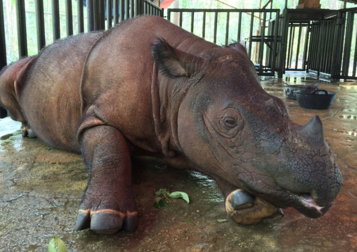 Malezya'dan kötü haber! Son erkek Sumatra gergedanı ülkeyi yasa  boğdu - Resim: 4