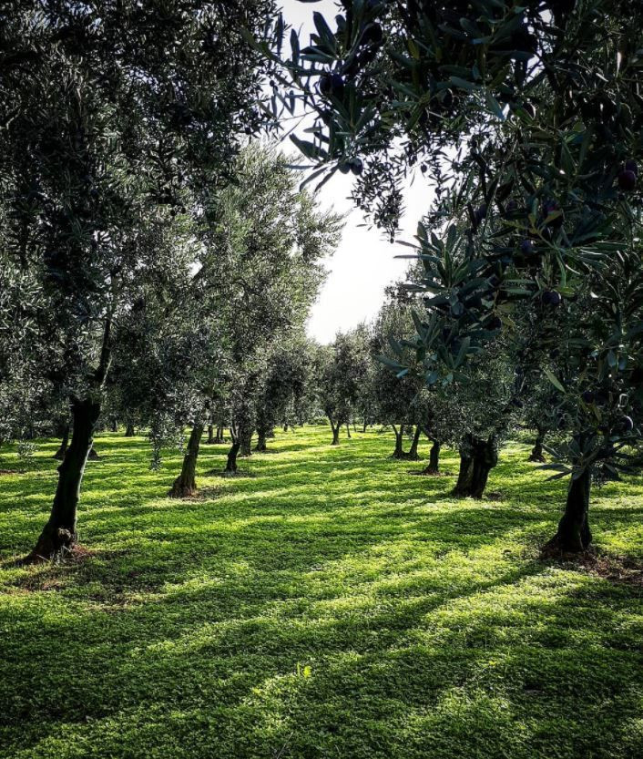 Camdaki Kız Nalan'dan 'zeytinlik' tepkisi Burcu Biricik ayçiçek yağı kuyruklarını işaret etti - Resim: 3