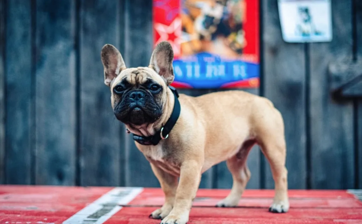 ABD'de Wilbur Beast isimli köpek belediye başkanı seçildi! Şaka değil gerçek - Resim: 3