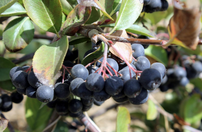 Görenler üzüm sanıyor ama kanserle savaşan bu meyvenin adını daha önce duymadınız - Resim: 1