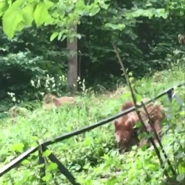 Ayılarla yan yana çay içiyor her gün ziyaretine geliyorlar Uludağ eteklerinde ilginç görüntü - Resim: 1