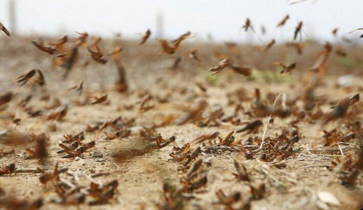 Çekirge kıyameti yaşanıyor! İstilanın sebebi ortaya çıktı - Resim: 1