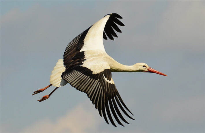 Felçli eşini 16 yıldır yalnız bırakmıyor - Resim: 2