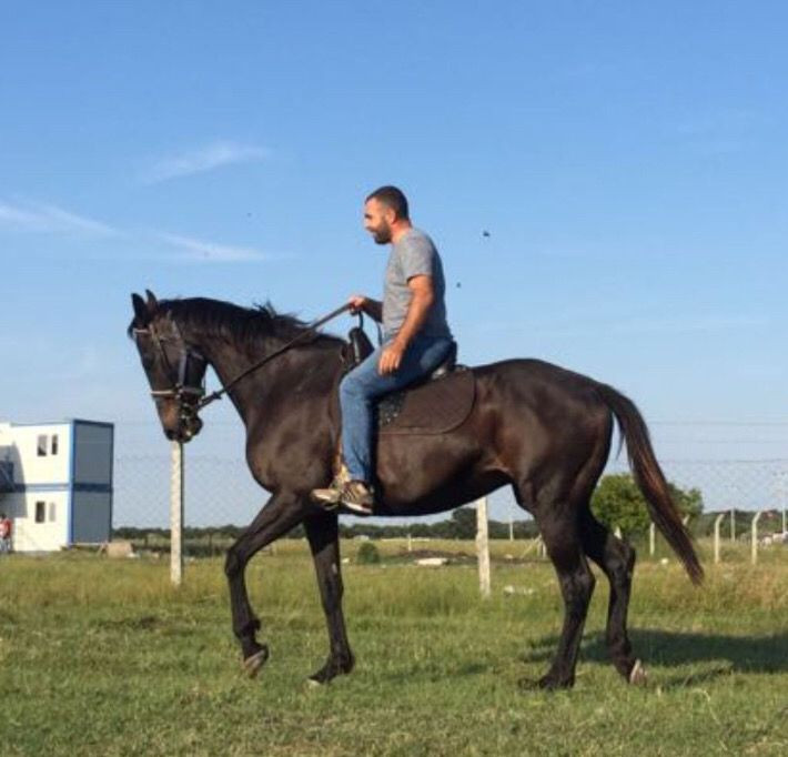 Böyle vahşet olmaz! İngiliz yarış atını çalıp parçaladılar - Resim: 1