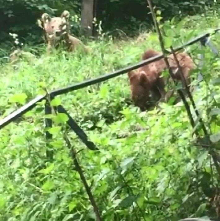 Ayılarla yan yana çay içiyor her gün ziyaretine geliyorlar Uludağ eteklerinde ilginç görüntü - Resim: 2
