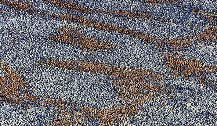 Fotoğraftakilerin ne olduğuna şaşıracaksınız - Resim: 2