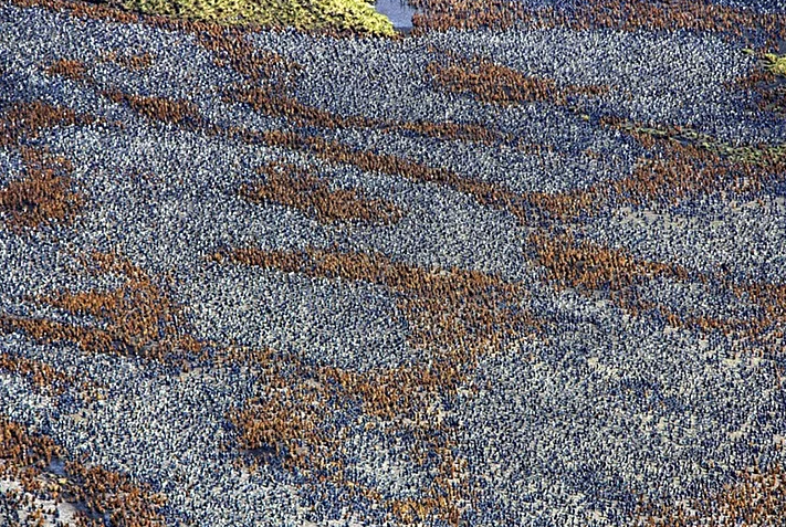Fotoğraftakilerin ne olduğuna şaşıracaksınız - Resim: 1