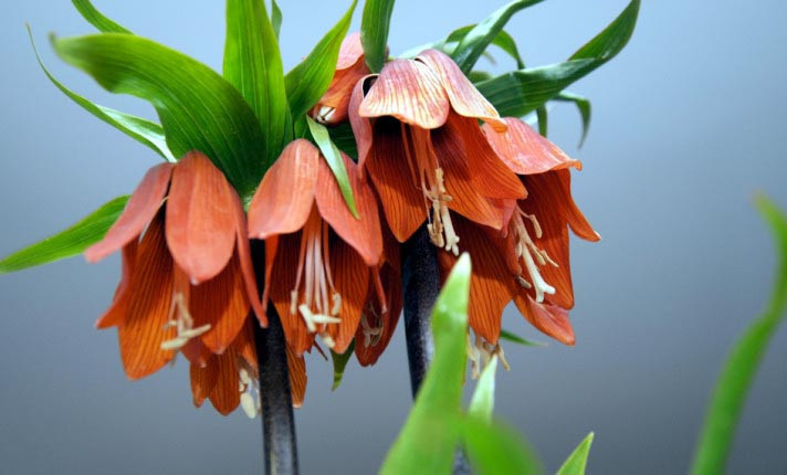 Bu bahar Meclis'te ters lale açacak! - Resim: 1