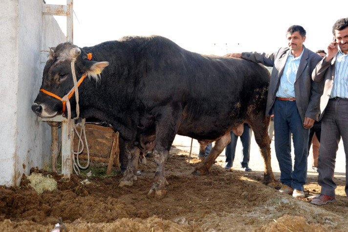 Boğa yakalama timleri zor anlar yaşadı! - Resim: 3