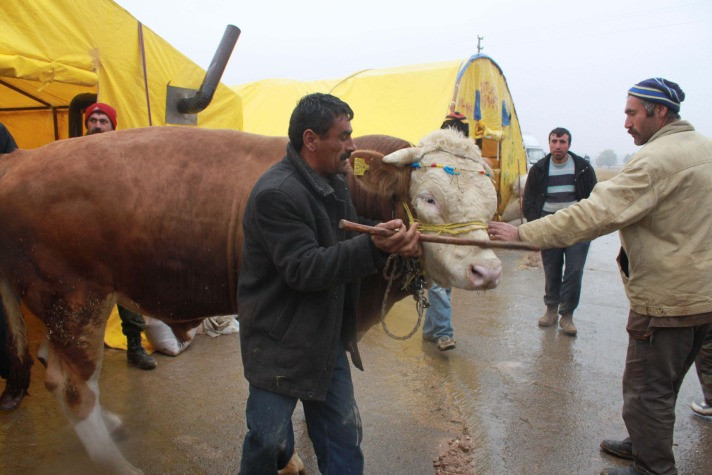 Boğa yakalama timleri zor anlar yaşadı! - Resim: 4