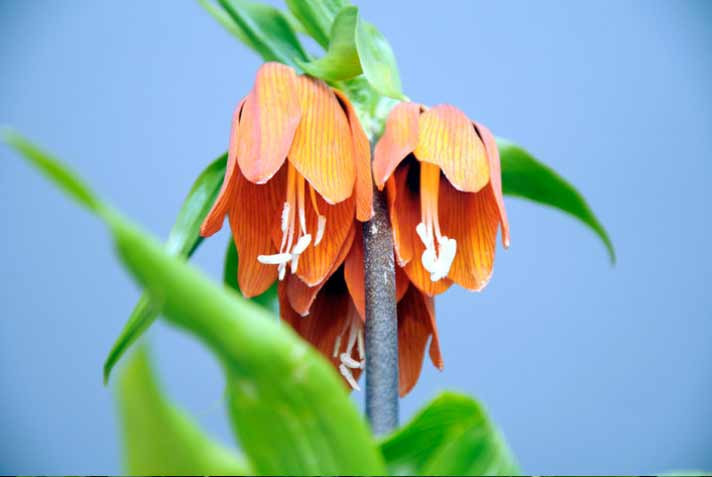 Bu bahar Meclis'te ters lale açacak! - Resim: 2