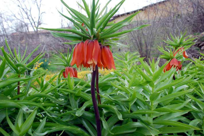 Bu bahar Meclis'te ters lale açacak! - Resim: 3