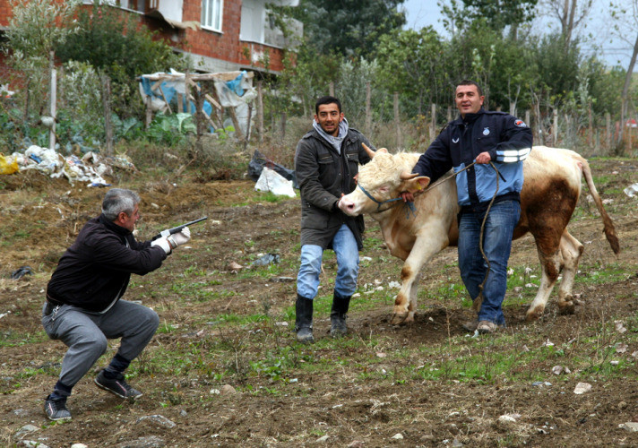 Boğa yakalama timleri zor anlar yaşadı! - Resim: 1