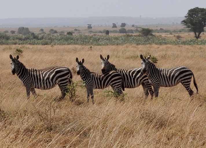 Abdullah Gül'ün objektifinden Afrika - Resim: 3