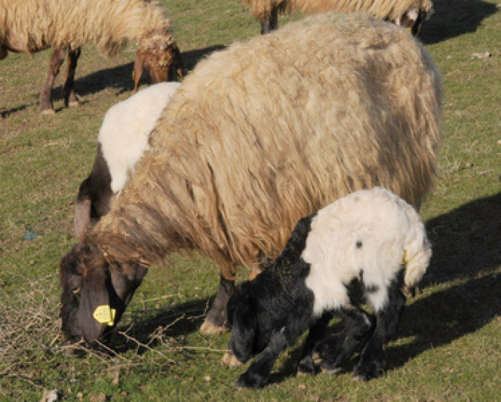 Beş bacaklı kuzu şaşkına çevirdi - Resim: 2