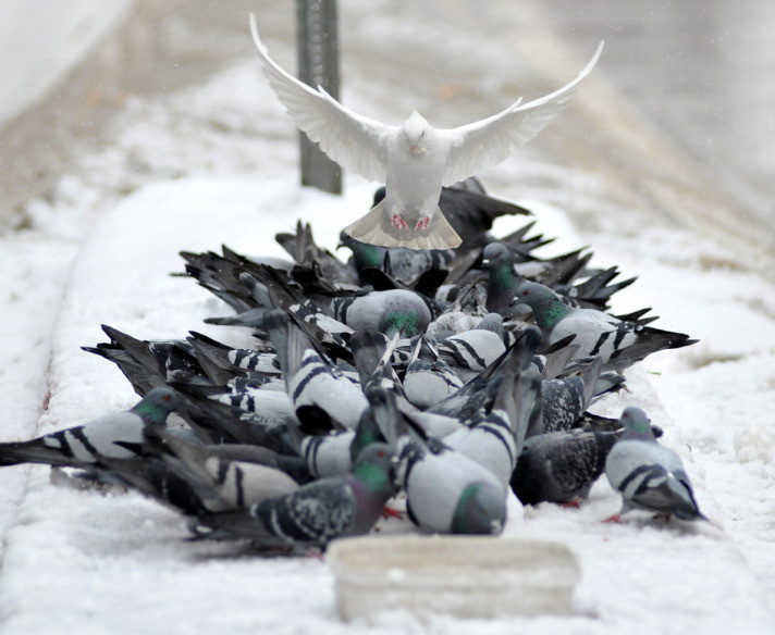 Türkiye'den kar manzaraları - Resim: 1