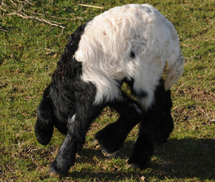 Beş bacaklı kuzu şaşkına çevirdi - Resim: 1