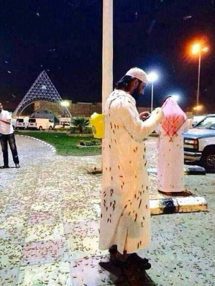 Çekirge istilası ülkeyi krize soktu Kızıldeniz üzerinden geldiler - Resim: 3