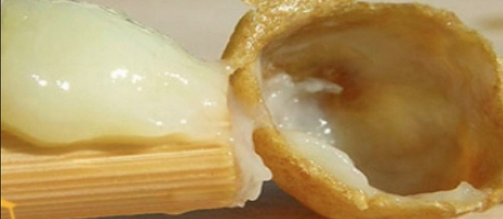 1 kaşığı 100 TL ama cinsel gücü arttırıyor çocuk  isteyenler... - Resim: 4