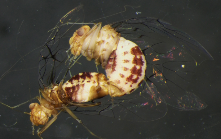 Penisli dişi vajinalı erkek böcek Neotrogla bulundu - Resim: 1