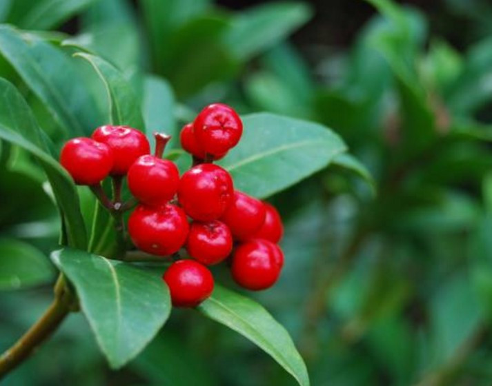 Şifa kaynağı Kiren meyvesi bir bardak içildiğinde... - Resim: 4