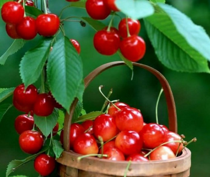 Şifa kaynağı Kiren meyvesi bir bardak içildiğinde... - Resim: 3