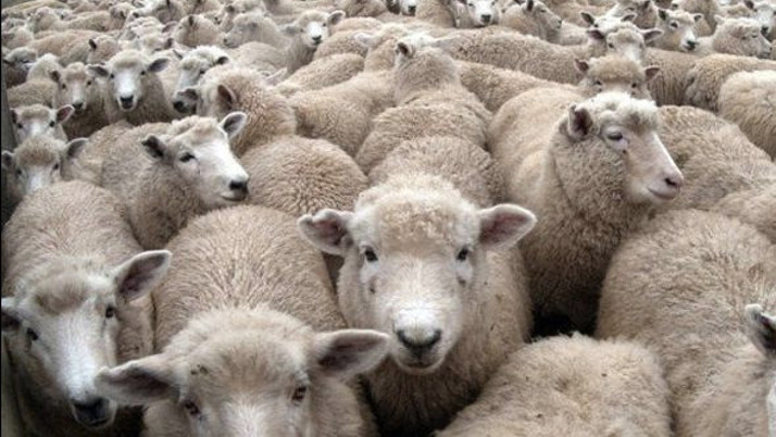 Carrefour koç fiyatları kaç para hissesine göre küçükbaş kurbanlık paketleri