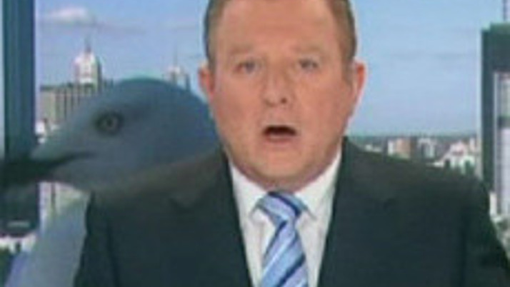 Dev martı spikerin arkasında (video) 