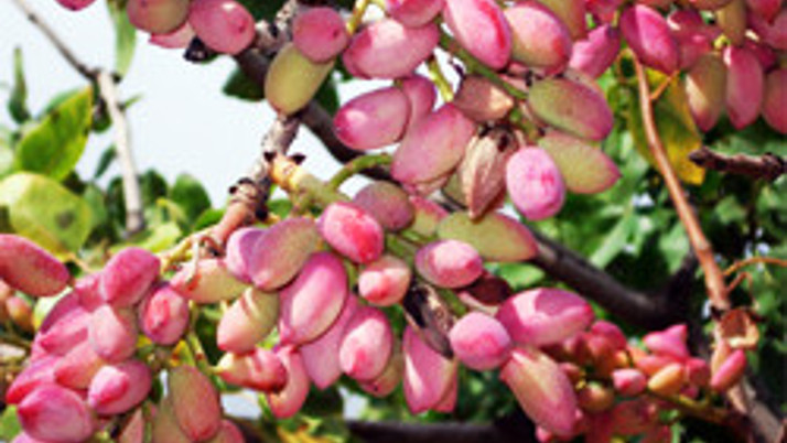 Fıstık rekor üstüne rekor kırıyor