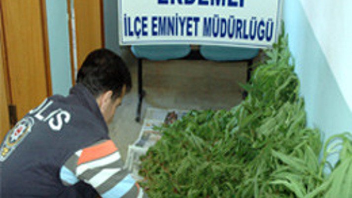 Domates tarlasından esrar çıktı!