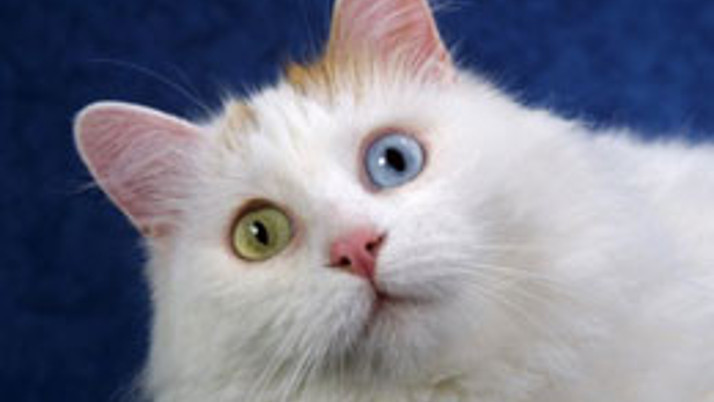 Van kedisi ABD'lilerin ilgi odağı