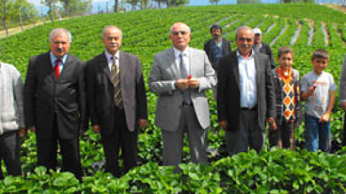 Simavda çilek üreticilerine destek