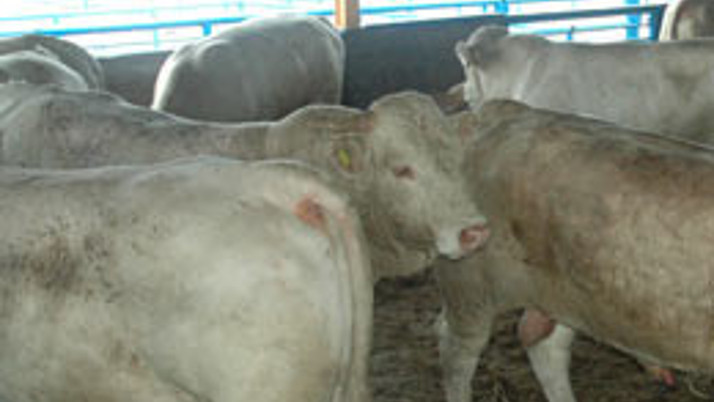 İthal canlı hayvanların ilk partisi geldi