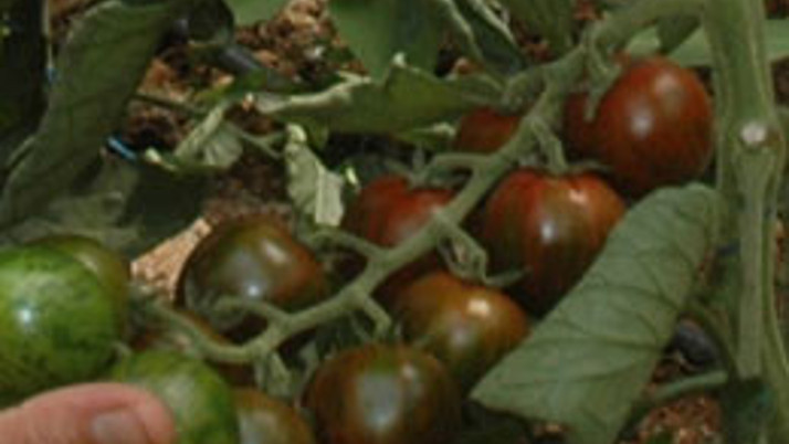 Erdemli'de kahverengi domates üretildi