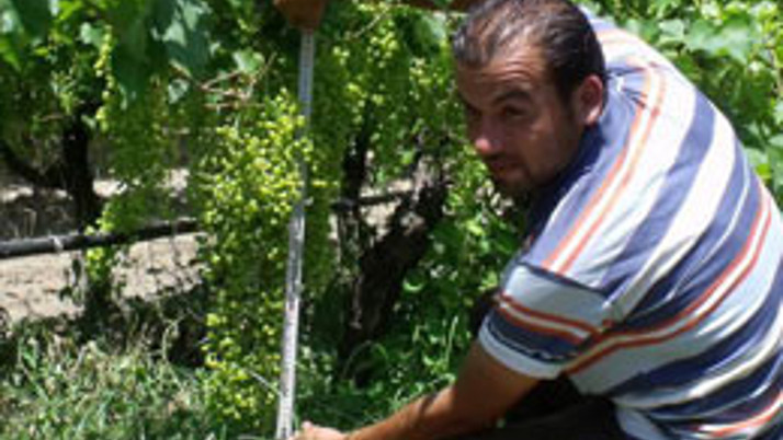 Salihli'de üzüm salkımları yarım metre!