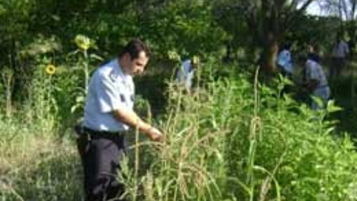 Polis 2.5 milyon kök kenevir yakaladı 