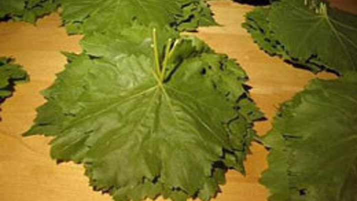 Asma yaprağı gelir kapısı oldu