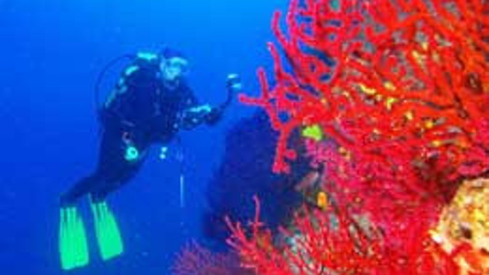 Balıkadamların ilk tercihi Ayvalık